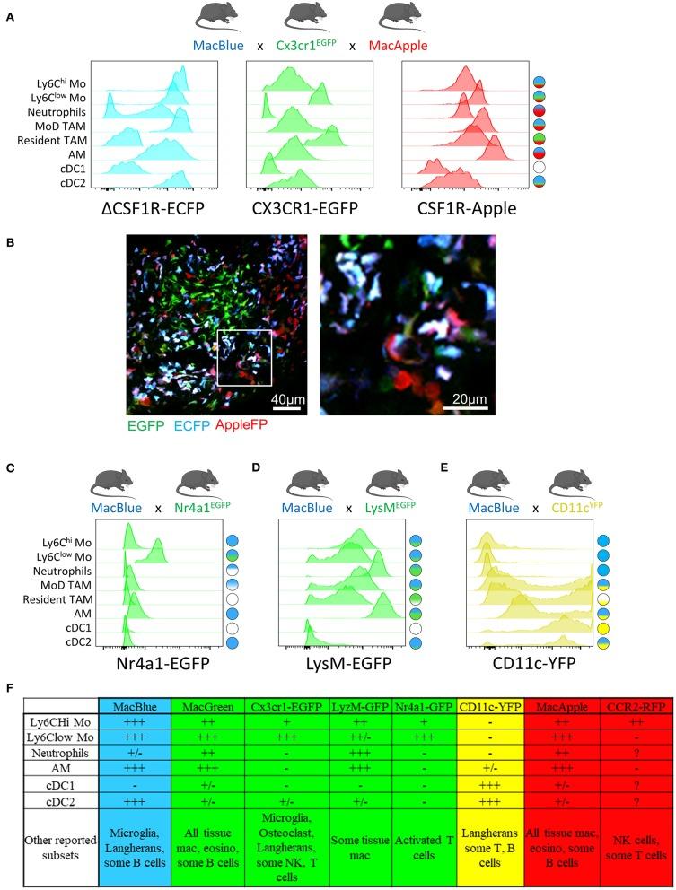 https://cdn.ncbi.nlm.nih.gov/pmc/blobs/ffb4/6555099/aa155bfa64f7/fimmu-10-01201-g0001.jpg