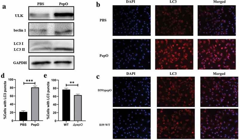 https://cdn.ncbi.nlm.nih.gov/pmc/blobs/ffb4/7161686/3c1d7f096daf/kvir-11-01-1739411-g001.jpg