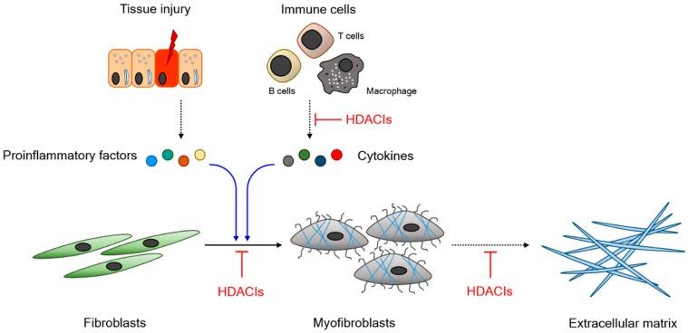 https://cdn.ncbi.nlm.nih.gov/pmc/blobs/ffb6/6471162/735960f0b164/ijms-20-01329-g001.jpg