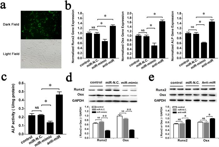 https://cdn.ncbi.nlm.nih.gov/pmc/blobs/ffbb/4685444/934267c17caa/srep18655-f3.jpg