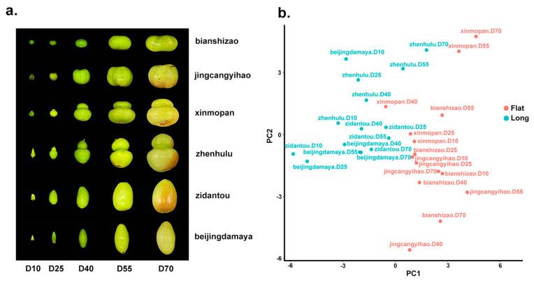 https://cdn.ncbi.nlm.nih.gov/pmc/blobs/ffbe/11085141/b5248f144bba/plants-13-01273-g001.jpg