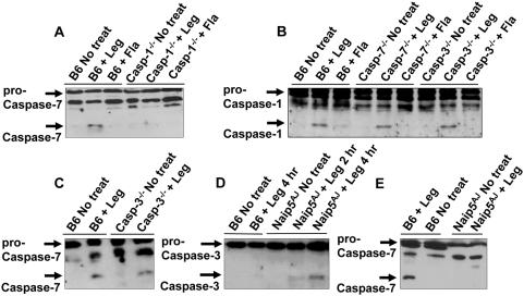 https://cdn.ncbi.nlm.nih.gov/pmc/blobs/ffc0/2657210/e0cdb65f356e/ppat.1000361.g002.jpg