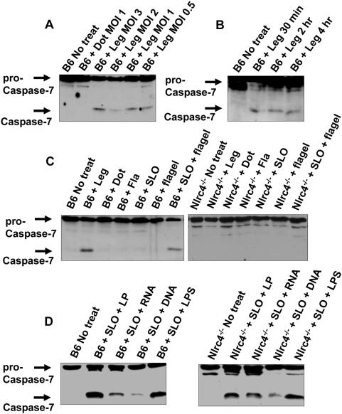 https://cdn.ncbi.nlm.nih.gov/pmc/blobs/ffc0/2657210/e9549813d38d/ppat.1000361.g001.jpg
