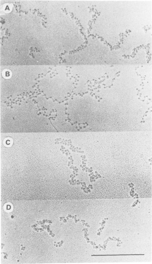 https://cdn.ncbi.nlm.nih.gov/pmc/blobs/ffc2/551861/5ed2b9d7f58c/emboj00232-0306-a.jpg