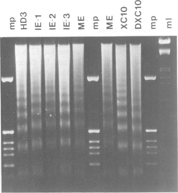 https://cdn.ncbi.nlm.nih.gov/pmc/blobs/ffc2/551861/a8ce6777d360/emboj00232-0305-a.jpg