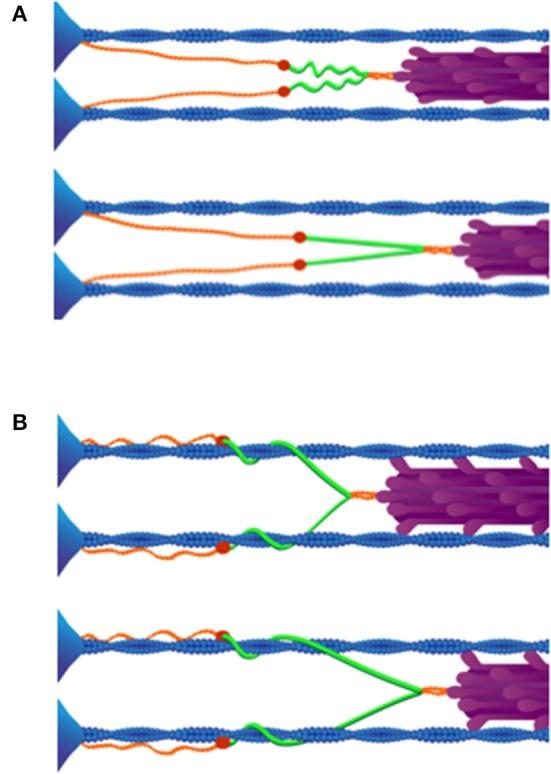 https://cdn.ncbi.nlm.nih.gov/pmc/blobs/ffc4/5299520/9debea88d040/fphys-08-00070-g0003.jpg