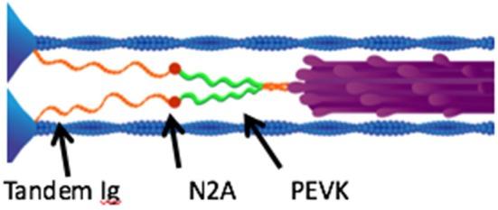 https://cdn.ncbi.nlm.nih.gov/pmc/blobs/ffc4/5299520/bae27e16f4f2/fphys-08-00070-g0001.jpg