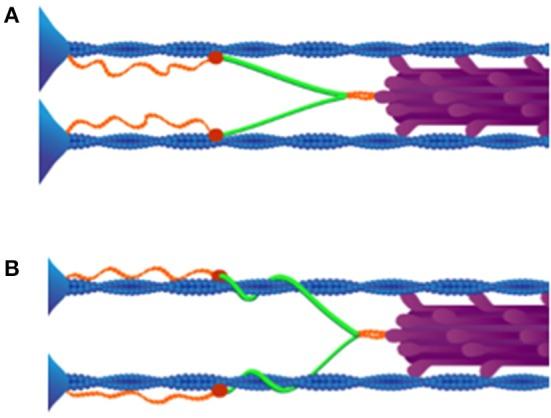 https://cdn.ncbi.nlm.nih.gov/pmc/blobs/ffc4/5299520/c991fefcff0c/fphys-08-00070-g0002.jpg