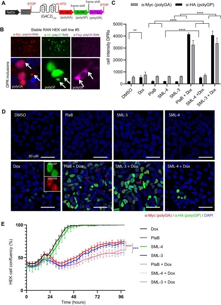 https://cdn.ncbi.nlm.nih.gov/pmc/blobs/ffc5/11983130/c48c8067a326/gkaf253fig6.jpg