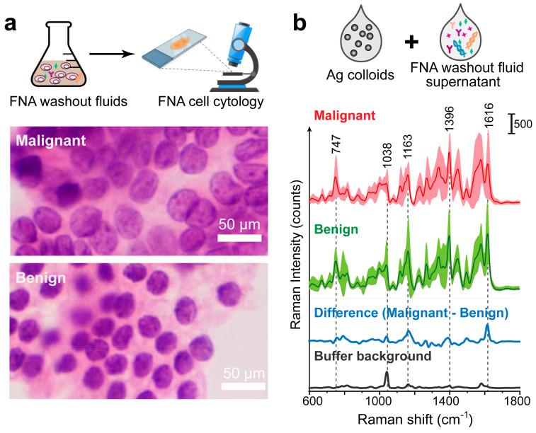 https://cdn.ncbi.nlm.nih.gov/pmc/blobs/ffc6/11352209/1a2bf4da2c32/biosensors-14-00372-g005.jpg