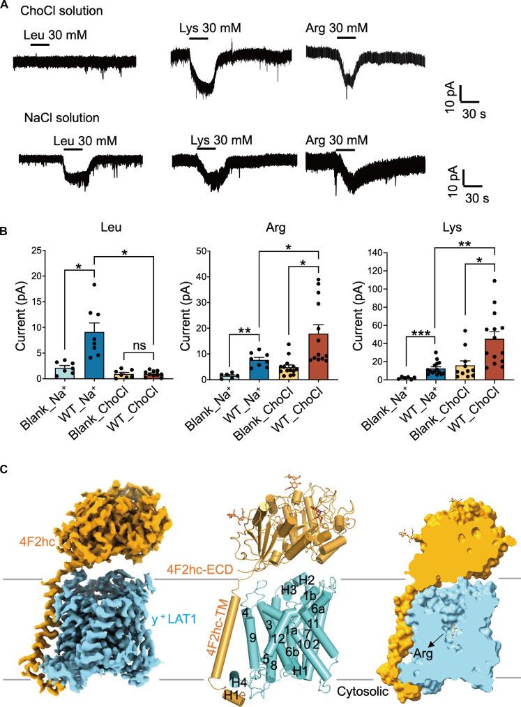 https://cdn.ncbi.nlm.nih.gov/pmc/blobs/ffc6/11922002/0da53898d07e/sciadv.adq0558-f1.jpg