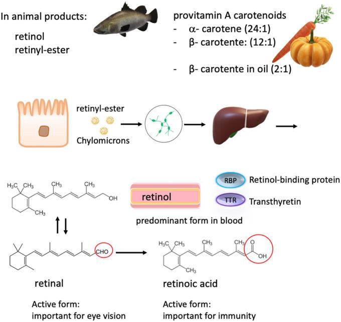 https://cdn.ncbi.nlm.nih.gov/pmc/blobs/ffc8/9869175/1e1c5b518ad7/fnut-09-1032481-g003.jpg