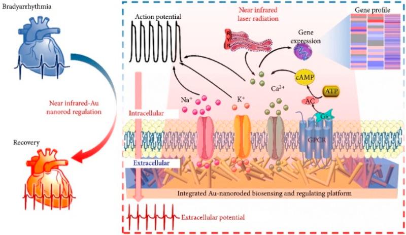 https://cdn.ncbi.nlm.nih.gov/pmc/blobs/ffcd/11558533/ba9a50bce32c/fbioe-12-1491581-g004.jpg