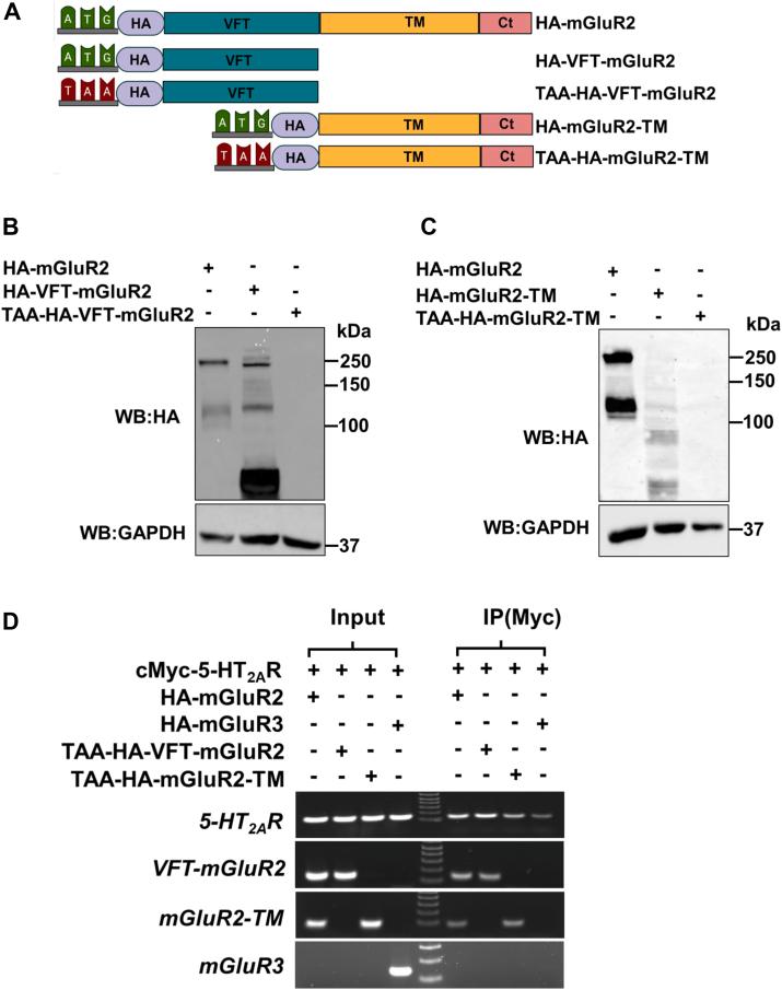 https://cdn.ncbi.nlm.nih.gov/pmc/blobs/ffcf/12305237/4821396860e4/gr7.jpg