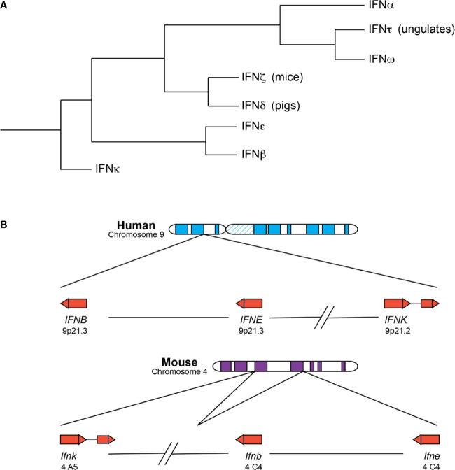 https://cdn.ncbi.nlm.nih.gov/pmc/blobs/ffd1/7779635/669294920e6a/fimmu-11-606874-g001.jpg