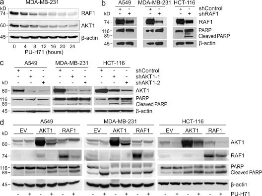 https://cdn.ncbi.nlm.nih.gov/pmc/blobs/ffd5/3328372/84a22ff3b781/JEM_20111910_Fig4.jpg