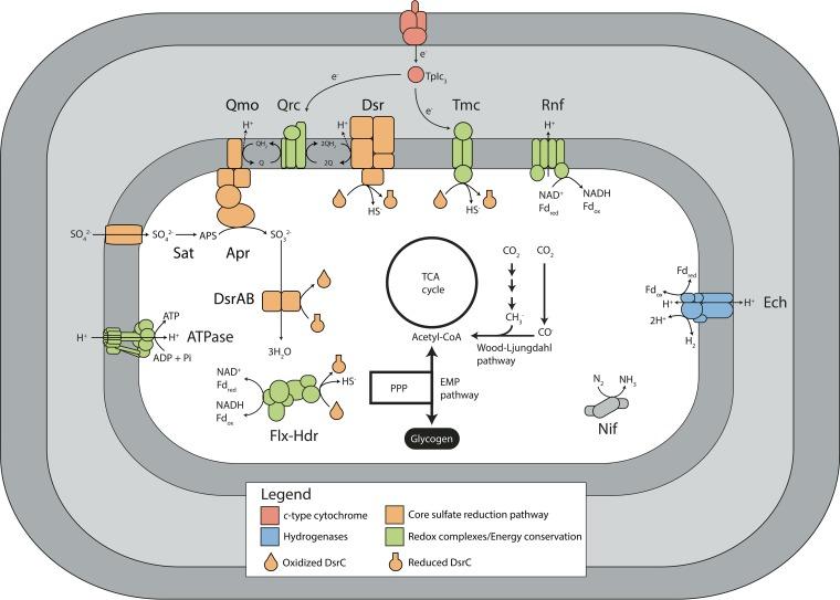 https://cdn.ncbi.nlm.nih.gov/pmc/blobs/ffda/5539420/0abb7042af71/mbo0041734100002.jpg