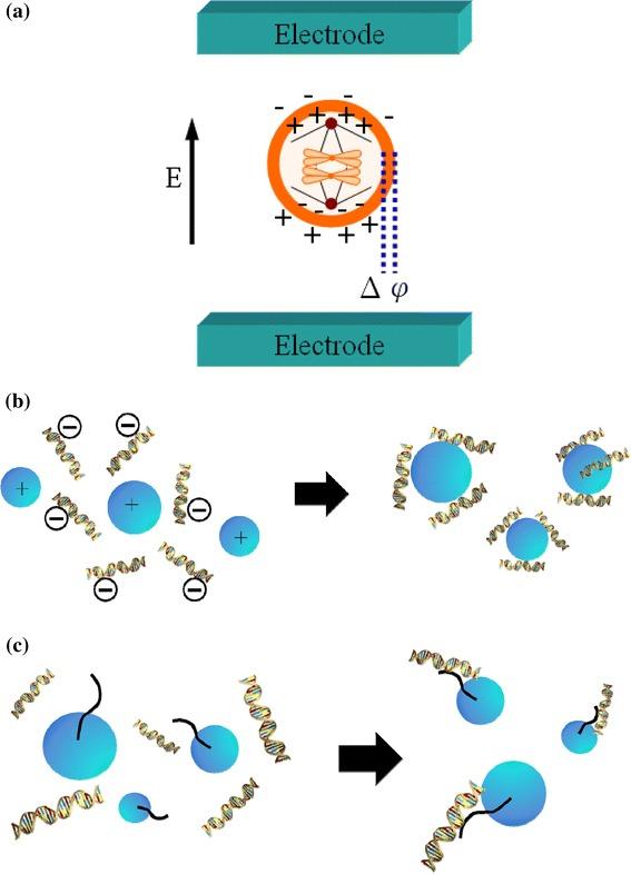 https://cdn.ncbi.nlm.nih.gov/pmc/blobs/ffda/7088154/22a75df513f5/10439_2011_473_Fig1_HTML.jpg