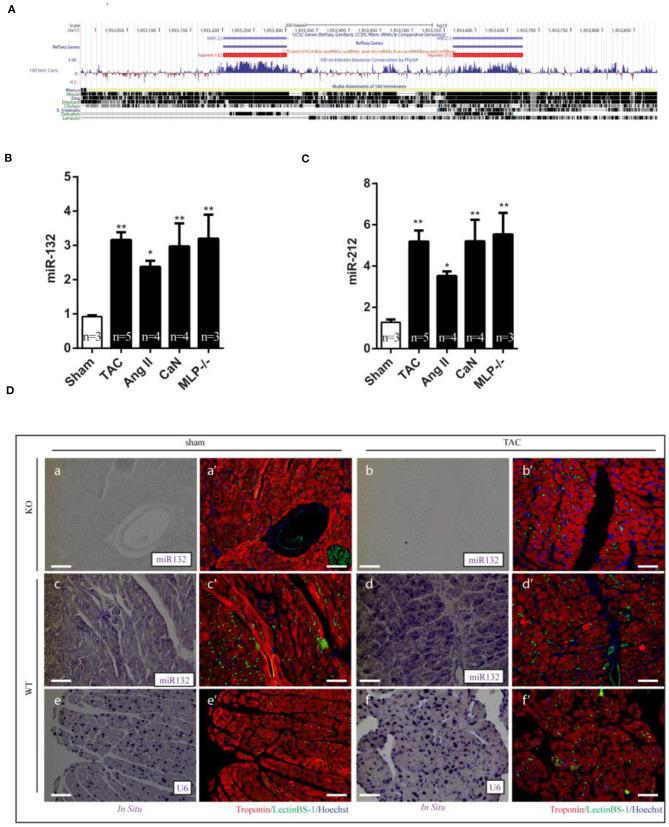 https://cdn.ncbi.nlm.nih.gov/pmc/blobs/ffe2/8017124/589b4601921b/fcvm-08-592362-g0002.jpg