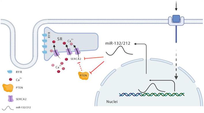 https://cdn.ncbi.nlm.nih.gov/pmc/blobs/ffe2/8017124/cb2f1534a21a/fcvm-08-592362-g0006.jpg