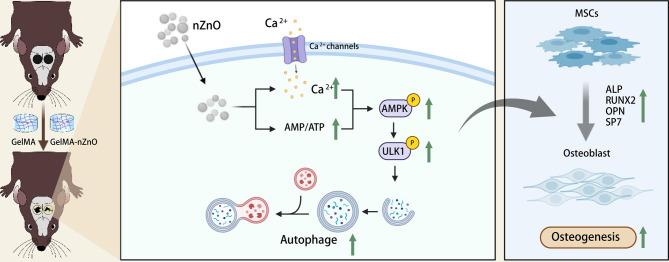 https://cdn.ncbi.nlm.nih.gov/pmc/blobs/ffe3/12023698/78151ca795f9/13287_2025_4322_Fig7_HTML.jpg