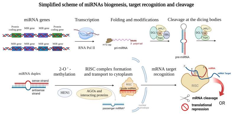 https://cdn.ncbi.nlm.nih.gov/pmc/blobs/ffe3/9740008/ed8cbab27c07/ijms-23-14755-g001.jpg