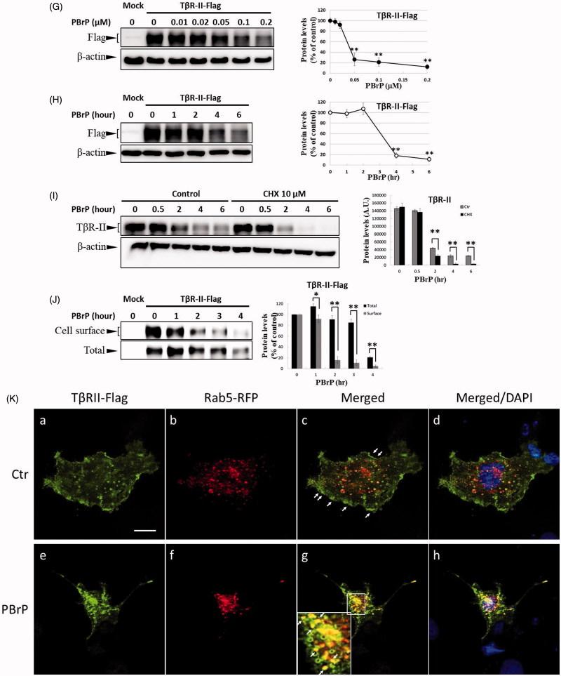 https://cdn.ncbi.nlm.nih.gov/pmc/blobs/ffe4/6009923/06ffbe98d202/IENZ_A_1465416_F0005b_C.jpg