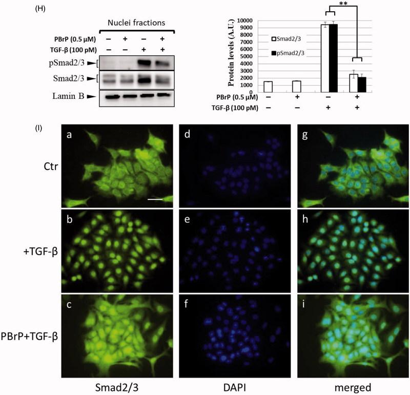 https://cdn.ncbi.nlm.nih.gov/pmc/blobs/ffe4/6009923/41947420180d/IENZ_A_1465416_F0002b_C.jpg