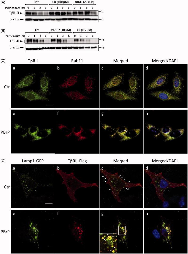 https://cdn.ncbi.nlm.nih.gov/pmc/blobs/ffe4/6009923/55c4c74fe4c9/IENZ_A_1465416_F0007_C.jpg