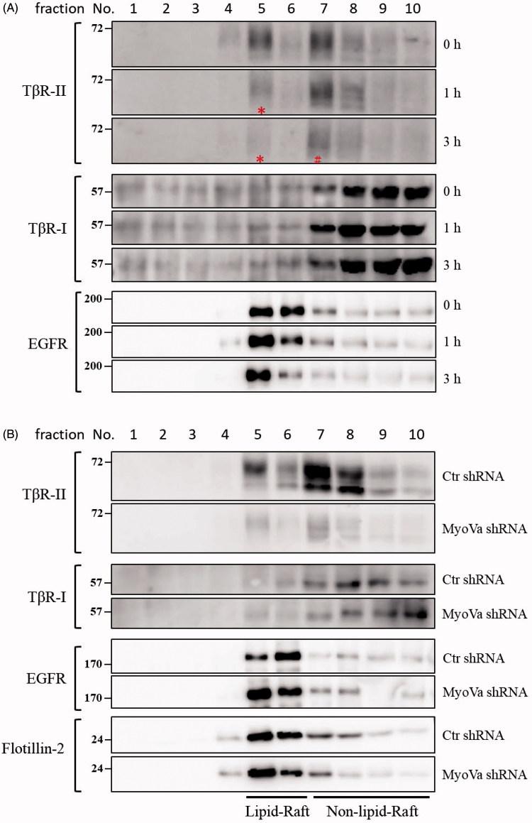 https://cdn.ncbi.nlm.nih.gov/pmc/blobs/ffe4/6009923/b75ce2513fc6/IENZ_A_1465416_F0008_C.jpg