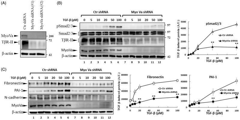 https://cdn.ncbi.nlm.nih.gov/pmc/blobs/ffe4/6009923/bc29e523546a/IENZ_A_1465416_F0006_B.jpg