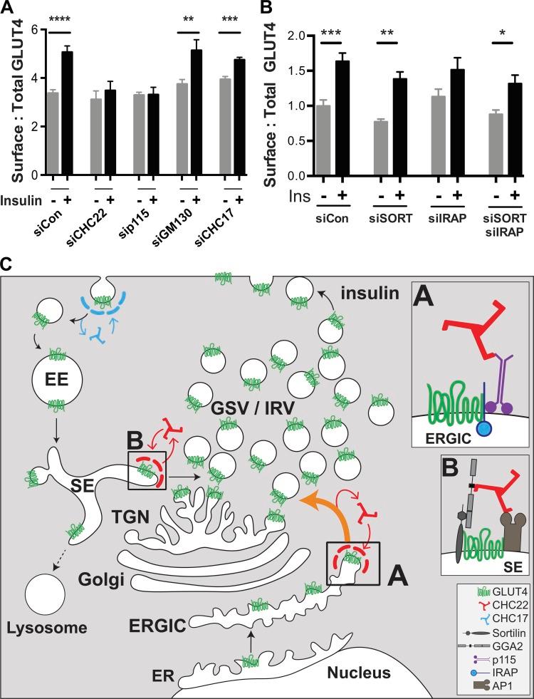 https://cdn.ncbi.nlm.nih.gov/pmc/blobs/ffe9/7039200/340bf03d9017/JCB_201812135_Fig8.jpg