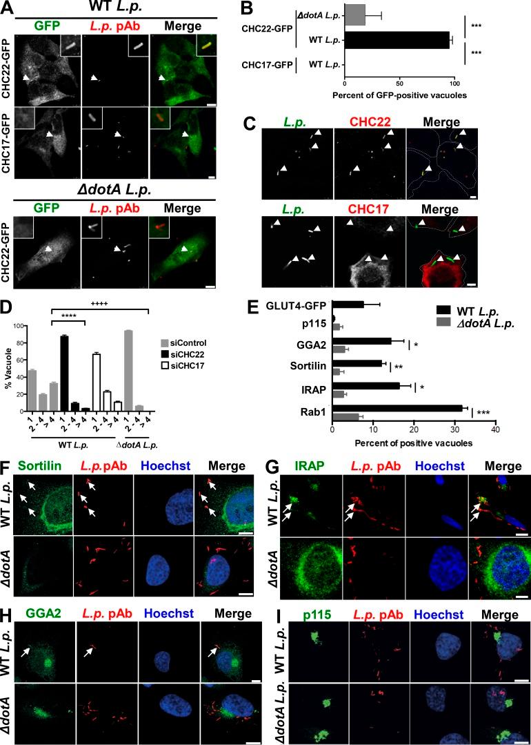 https://cdn.ncbi.nlm.nih.gov/pmc/blobs/ffe9/7039200/5afac5caf0fd/JCB_201812135_Fig5.jpg