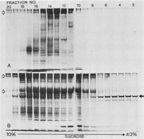 https://cdn.ncbi.nlm.nih.gov/pmc/blobs/ffef/261464/a07be0750104/iai00118-0071-a.jpg
