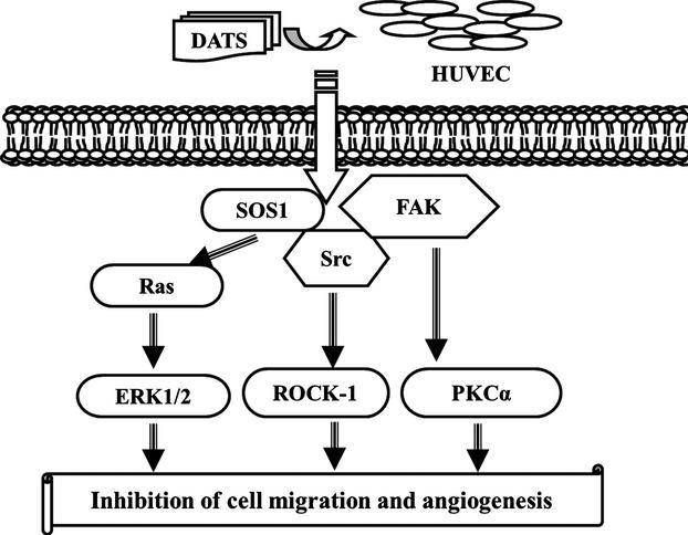 https://cdn.ncbi.nlm.nih.gov/pmc/blobs/fff5/4407594/0cbaca8dfef7/jcmm0019-0474-f8.jpg