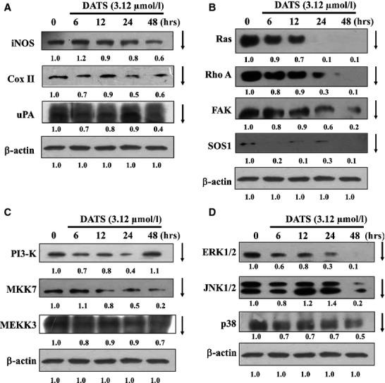 https://cdn.ncbi.nlm.nih.gov/pmc/blobs/fff5/4407594/87cf0147f8e5/jcmm0019-0474-f3.jpg