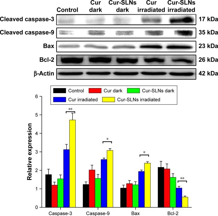 https://cdn.ncbi.nlm.nih.gov/pmc/blobs/fff7/5191853/3b706dd9195d/ijn-12-167Fig9.jpg