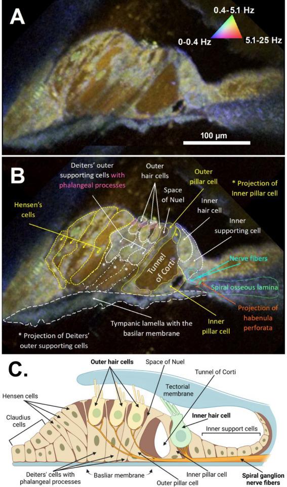 https://cdn.ncbi.nlm.nih.gov/pmc/blobs/fff8/11499234/1ed19cd2850e/fnmol-17-1436837-g002.jpg