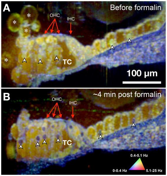 https://cdn.ncbi.nlm.nih.gov/pmc/blobs/fff8/11499234/5fec1e552415/fnmol-17-1436837-g003.jpg
