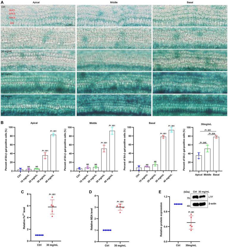 https://cdn.ncbi.nlm.nih.gov/pmc/blobs/fffe/10809180/48f8721c7f13/fnagi-16-1309115-g005.jpg