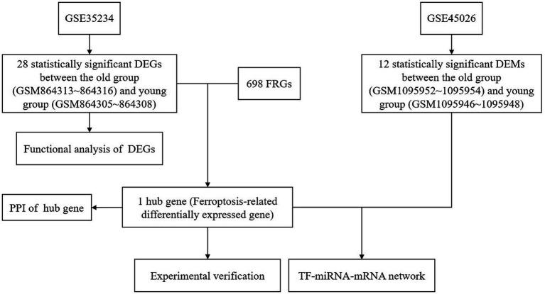 https://cdn.ncbi.nlm.nih.gov/pmc/blobs/fffe/10809180/6758902eac43/fnagi-16-1309115-g001.jpg