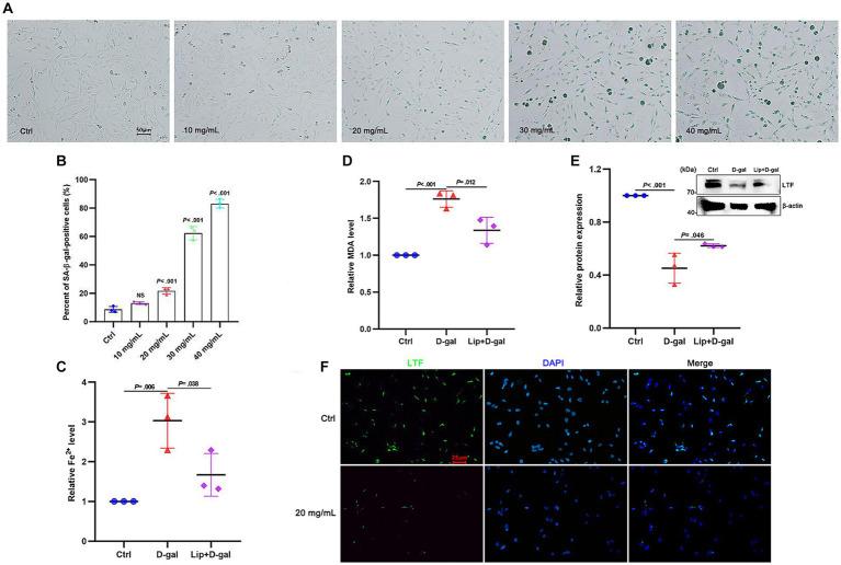 https://cdn.ncbi.nlm.nih.gov/pmc/blobs/fffe/10809180/9c5935eafd0d/fnagi-16-1309115-g004.jpg